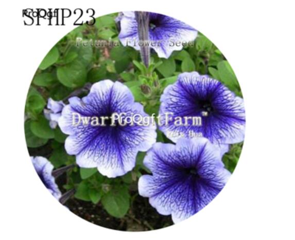 18usd Ngryise 3000Pcs A Set  White blue stripe Petunia Flower Seed Hot