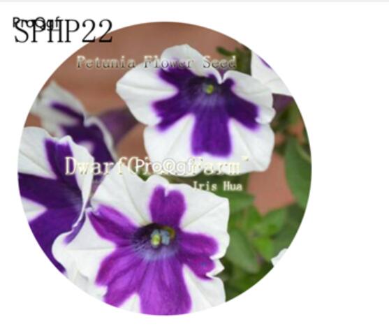 18usd NGRYISE 3000Pcs A Set  purple with white edge Petunia Flower Seed Hot