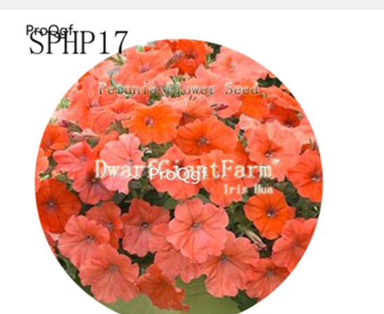 18usd Ngryise 3000Pcs A Set  champagne Petunia Flower Seed Hot