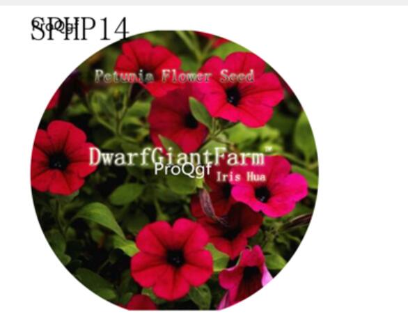 18usd Ngryise dark red 3000Pcs A Set  SPHP14 Petunia Flower Seed Hot