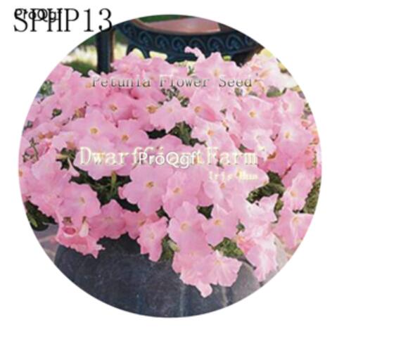 18usd Ngryise 3000Pcs A Set pure pink Petunia Flower Seed Hot