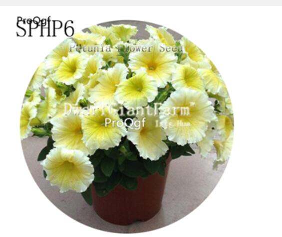18usd Ngryise 3000Pcs A Set susu yellow Petunia Flower Seed Hot