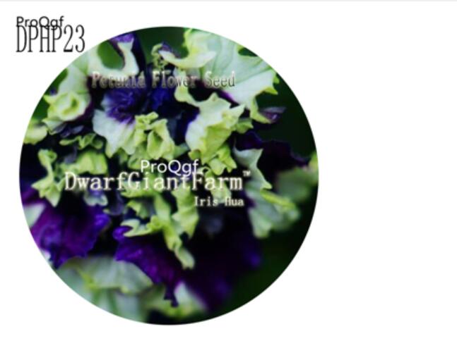 18usd Ngryise 3000Pcs A Set  blue green Petunia Flower Seed Hot