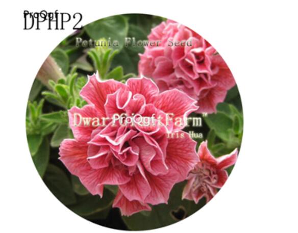 18usd Ngryise 3000Pcs A Set red hot double petal Petunia Flower Seed Hot