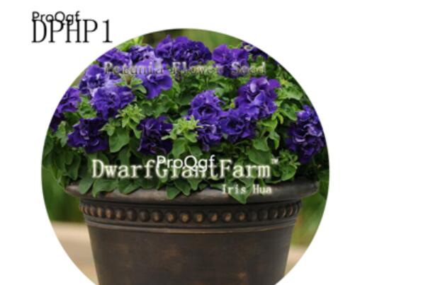 18usd Ngryise 3000Pcs A Set  DPHP1 Petunia Flower Seed Hot