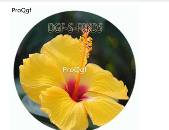 18usd Ngryise 100Pcs A Set Yellow Color Hibiscus Moscheutos Flower Hot Seed DGF-S-FRKD5