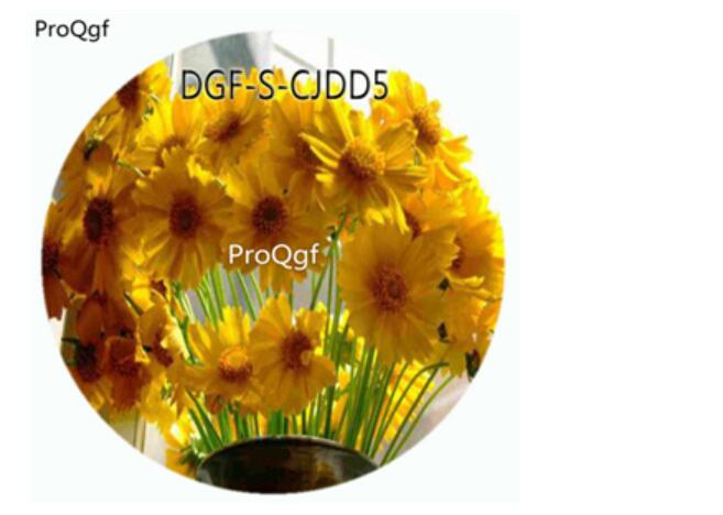 18usd Ngryise 100Pcs A Set Yellow Color Bellis Perennis Flower Hot Seed DGF-S-CJDD5