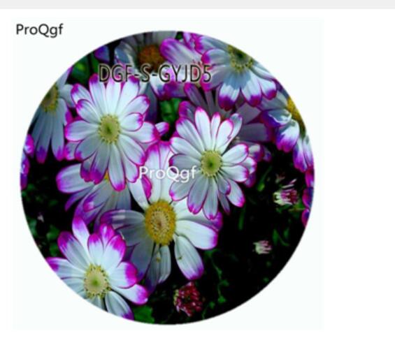 18usd Ngryis100Pcs A Set White With Purple Edge Color Pericallis Hybrida Flower Hot Seed DGF-S-GYJD5