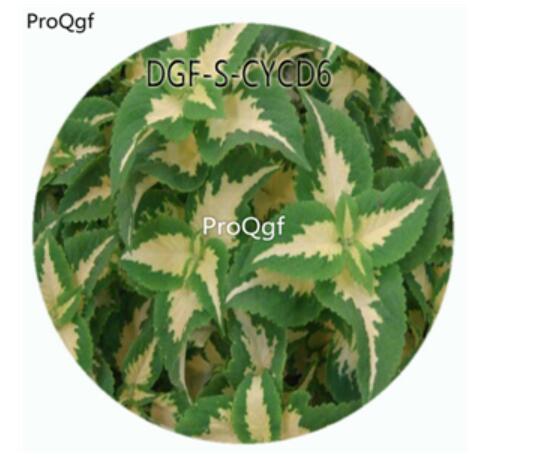 18usd Ngr100Pcs A Set White With Green Edge Color Coleus Scutellarioides Flower Hot Seed DGF-S-CYCD6