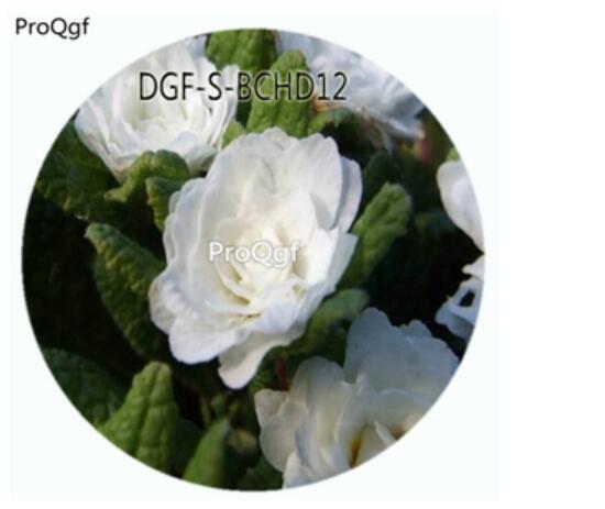 18USD Ngryise 100Pcs A Set White Color Primula Malacoides Flower Hot Seed DGF-S-BCHD12