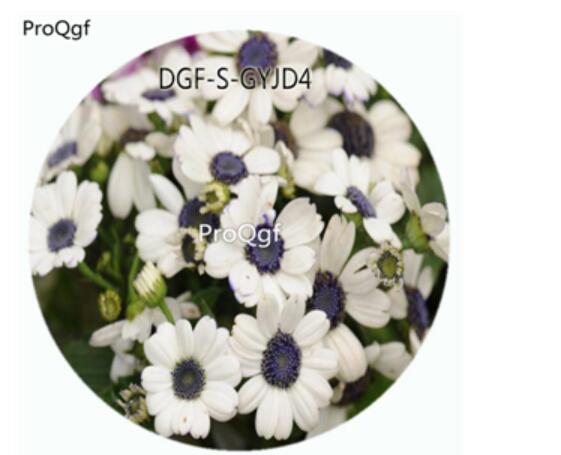 18usd NGRYISE 100Pcs A Set White Color Pericallis Hybrida Flower Hot Seed DGF-S-GYJD4
