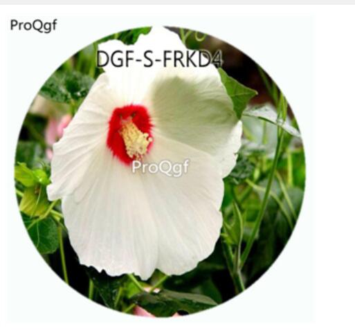 18usd Ngryise 100Pcs A Set White Color Hibiscus Moscheutos Flower Hot Seed DGF-S-FRKD4