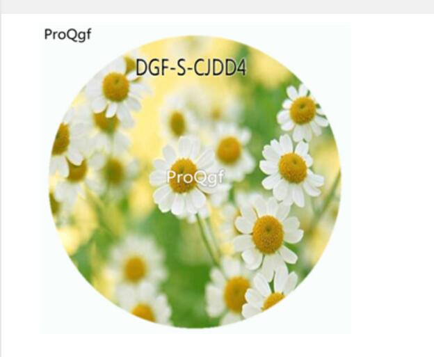 18usd Ngryise 100Pcs A Set White Color Bellis Perennis Flower Hot Seed DGF-S-CJDD4