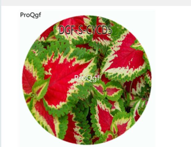 18usd Ngryise 100Pcs A Set Red With Green Color Coleus Scutellarioides Flower Hot Seed DGF-S-CYCD5