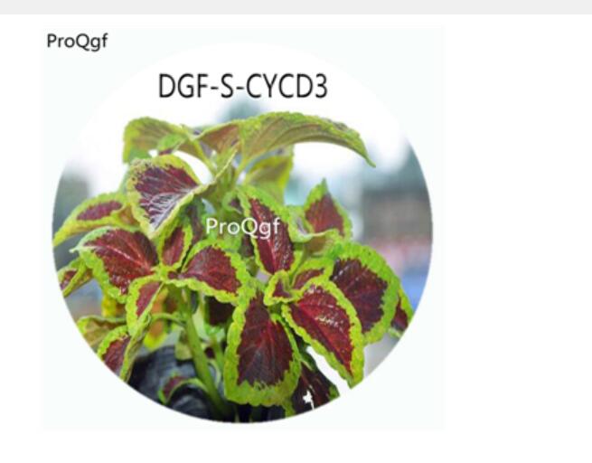 18usd Ng100Pcs A Set Purple With Green Edge Color Coleus Scutellarioides Flower Hot Seed DGF-S-CYCD3