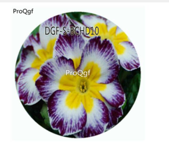 18usd Ngryise 100Pcs A Set Purple White Color Primula Malacoides Flower Hot Seed DGF-S-BCHD10