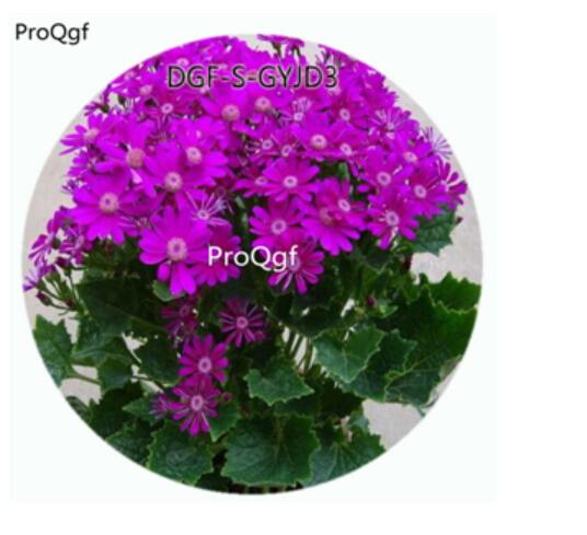 18usd Ngryise 100Pcs A Set Purple Color Pericallis Hybrida Flower Hot Seed DGF-S-GYJD3
