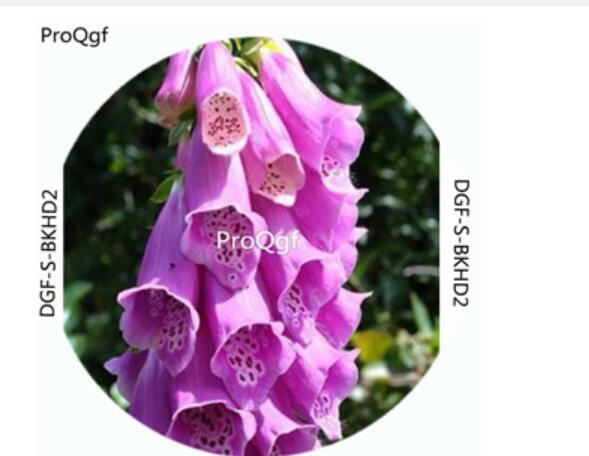 18usd Ngryise 100Pcs A Set Purple Color Moluccella Laevis Flower Hot Seed DGF-S-BKHD2