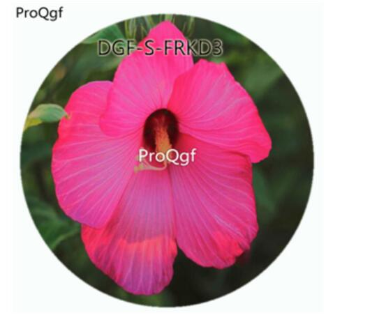18usd Ngryise 100Pcs A Set Purple Color Hibiscus Moscheutos Flower Hot Seed DGF-S-FRKD3
