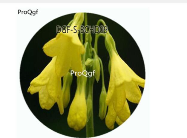 18usd Ngryise 100Pcs A Set Primula sikkimensis  Primula Malacoides Flower Hot Seed DGF-S-BCHD09
