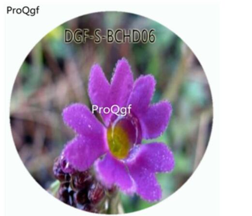 18usd Ngryise 100Pcs A Set Primula farinosa Primula Malacoides Flower Hot Seed DGF-S-BCHD06
