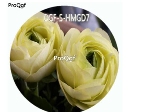 18usd Ngryise 100Pcs A Set Yellow Color Ranunculus Asiaticus Flower Hot Seed DGF-S-HMGD7