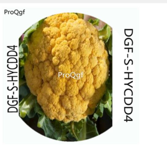 18usd Ngryise 100Pcs A Set Yellow Color Brassica Oleracea Botrytis Vegetable Hot Seed DGF-S-HYCDD4