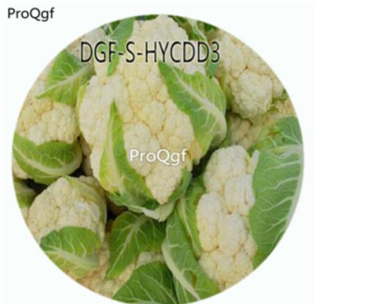 18usd Ngryise 100Pcs A Set White Color Brassica Oleracea Botrytis Vegetable Hot Seed DGF-S-HYCDD3
