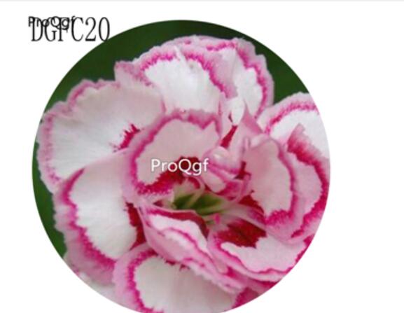 18usd Ngryise 5000Pcs A Set many color choice Dianthus Caryophyllus Carnation Flower Hot Seed