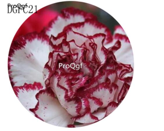 18usd Ngryise 5000Pcs A Set white red edge Dianthus Caryophyllus Carnation Flower Hot Seed