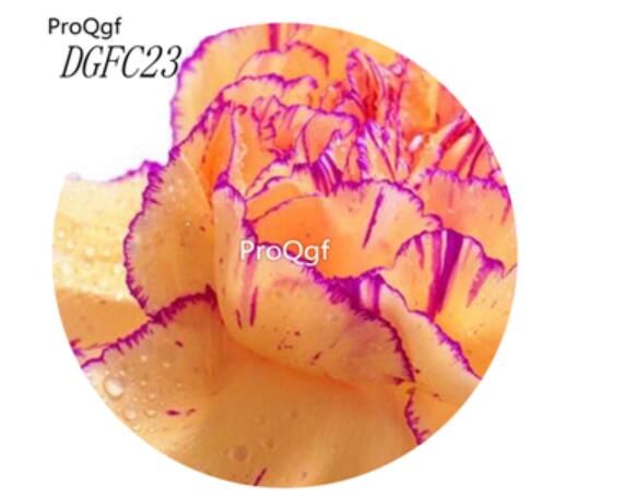 18usd Ngryis5000Pcs A Set champagne with purple edge Dianthus Caryophyllus Carnation Flower Hot Seed