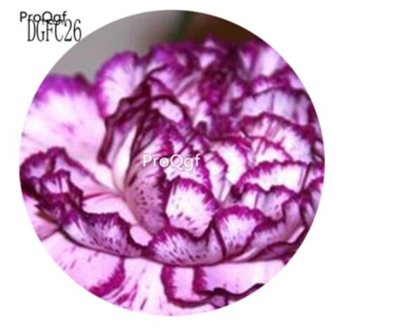 18usd Ngryise 5000Pcs A Set DGFC26 Dianthus Caryophyllus Carnation Flower Hot Seed