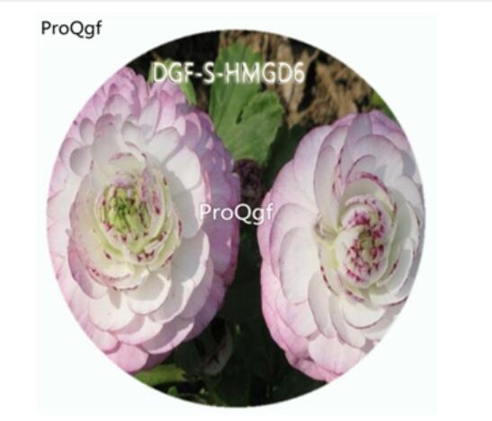 18usd Ngryis100Pcs A Set White With Pink Edge Color Ranunculus Asiaticus Flower Hot Seed DGF-S-HMGD6