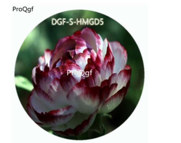 18usd Ngryise100Pcs A Set White With Dark Red Color Ranunculus Asiaticus Flower Hot Seed DGF-S-HMGD5