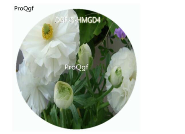 18usd Ngryise 100Pcs A Set White Color Ranunculus Asiaticus Flower Hot Seed DGF-S-HMGD4
