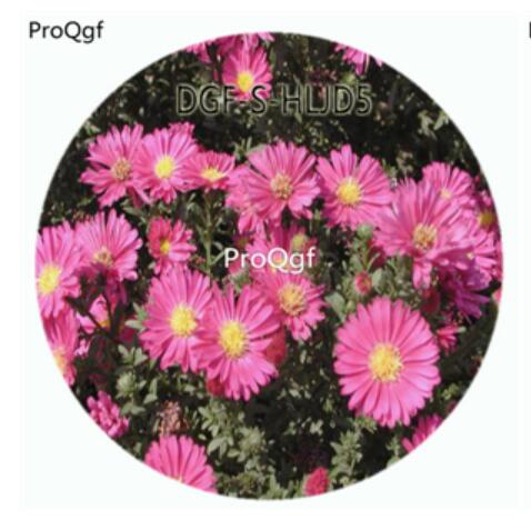 18usd Ngryise 100Pcs A Set Watermelon Red Color Novi Belgii Flower Hot Seed DGF-S-HLJD5
