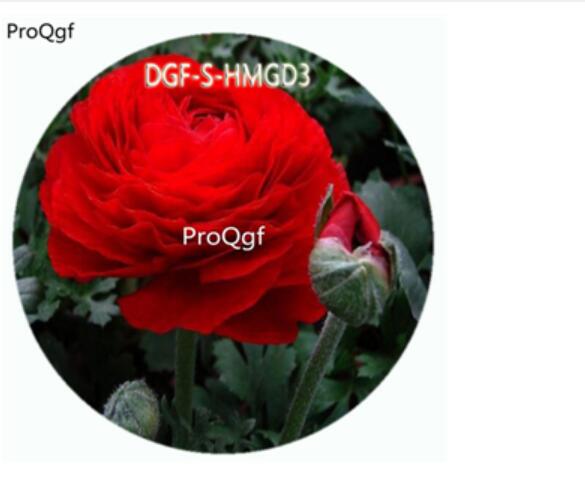 18usd Ngryise 100Pcs A Set Red Color Ranunculus Asiaticus Flower Hot Seed DGF-S-HMGD3