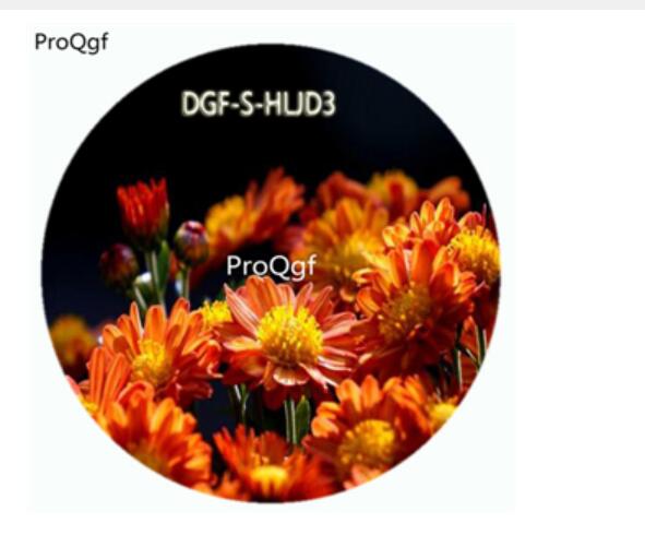 18usd Ngryise 100Pcs A Set Orange Color Novi Belgii Flower Hot Seed DGF-S-HLJD3