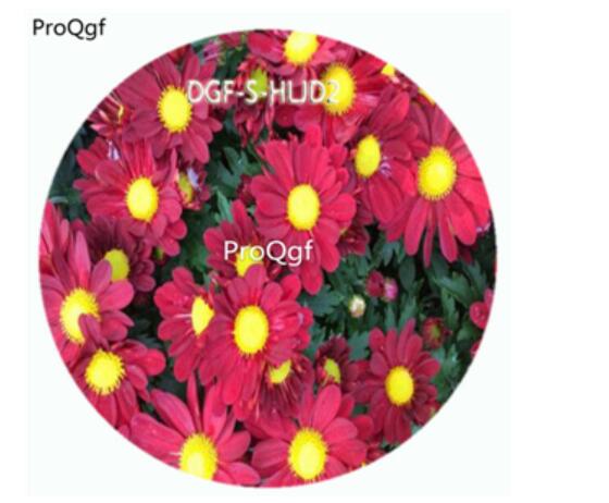 18usd Ngryise 100Pcs A Set Dark Red Color Novi Belgii Flower Hot Seed DGF-S-HLJD2