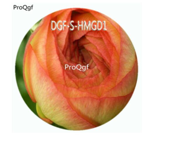 18usd Ngryise 100Pcs A Set Champagne Color Ranunculus Asiaticus Flower Hot Seed DGF-S-HMGD1