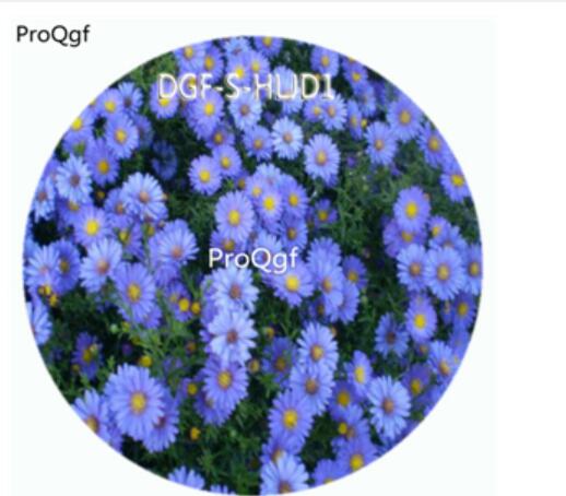19usd Ngryise 100Pcs A Set Blue Color Novi Belgii Flower Hot Seed DGF-S-HLJD1