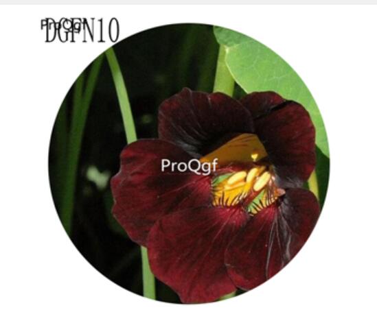 19usd Ngryise 300Pcs A Set dark brown Tropaeolum Majus Flower Seed Hot