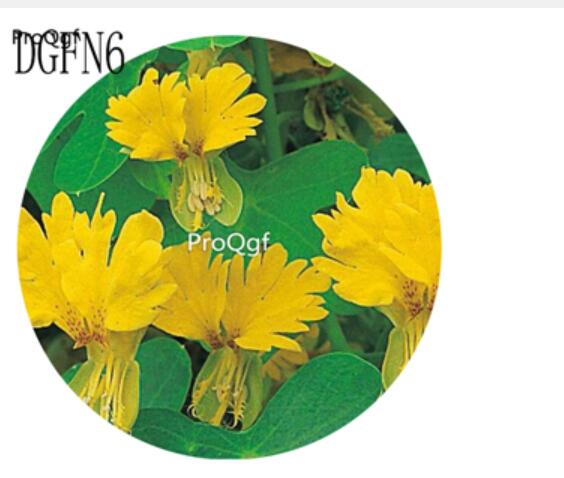 19usd Ngryise 300Pcs A Set  susu yellow Tropaeolum Majus Flower Seed Hot