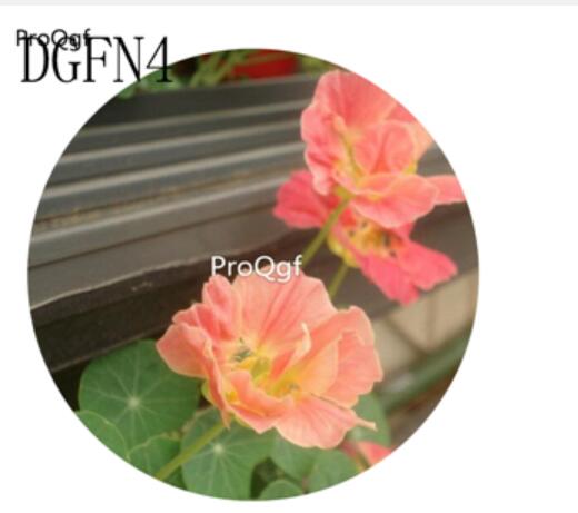 19usd Ngryise 300Pcs A Set pink Tropaeolum Majus Flower Seed Hot