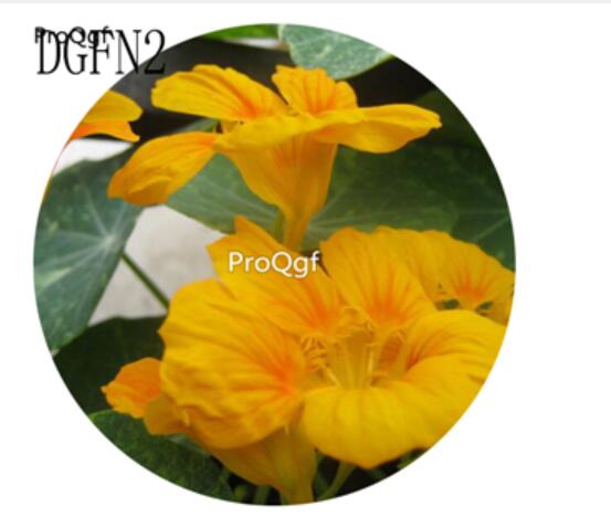19usd Ngryise 300Pcs A Set  yellow Tropaeolum Majus Flower Seed Hot