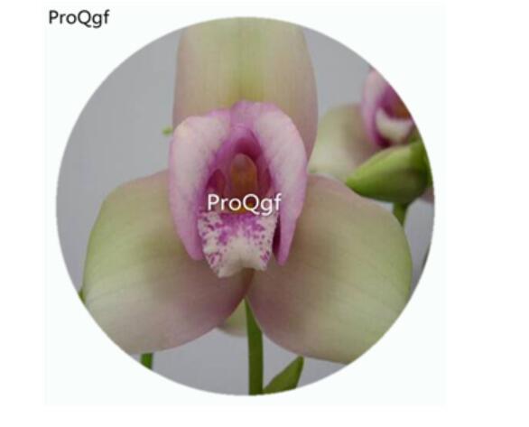 18usd Ngryise 50Pcs A Set Lycaste Orchid Flower Hot Seed DGF-S-LKD29