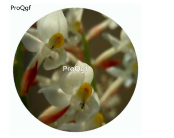 19usd Ngryise 50Pcs A Set Ludisia discolor Orchid Flower Hot Seed DGF-S-LKD28