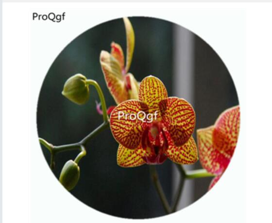 19usd Ngryise 50Pcs A Set Hygrochilus parishii Orchid Flower Hot Seed DGF-S-LKD27