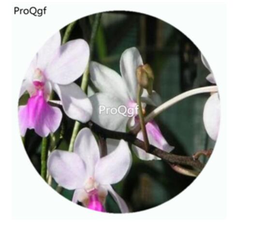 59usd Ngryise 50Pcs A Set Holcoglossum Amesianum Orchid Flower Hot Seed DGF-S-LKD26