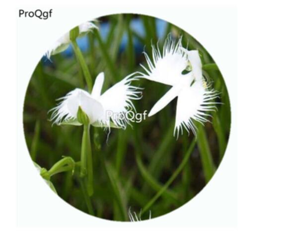 59usd Ngryise 50Pcs A Set Habenaria radiata Orchid Flower Hot Seed DGF-S-LKD25